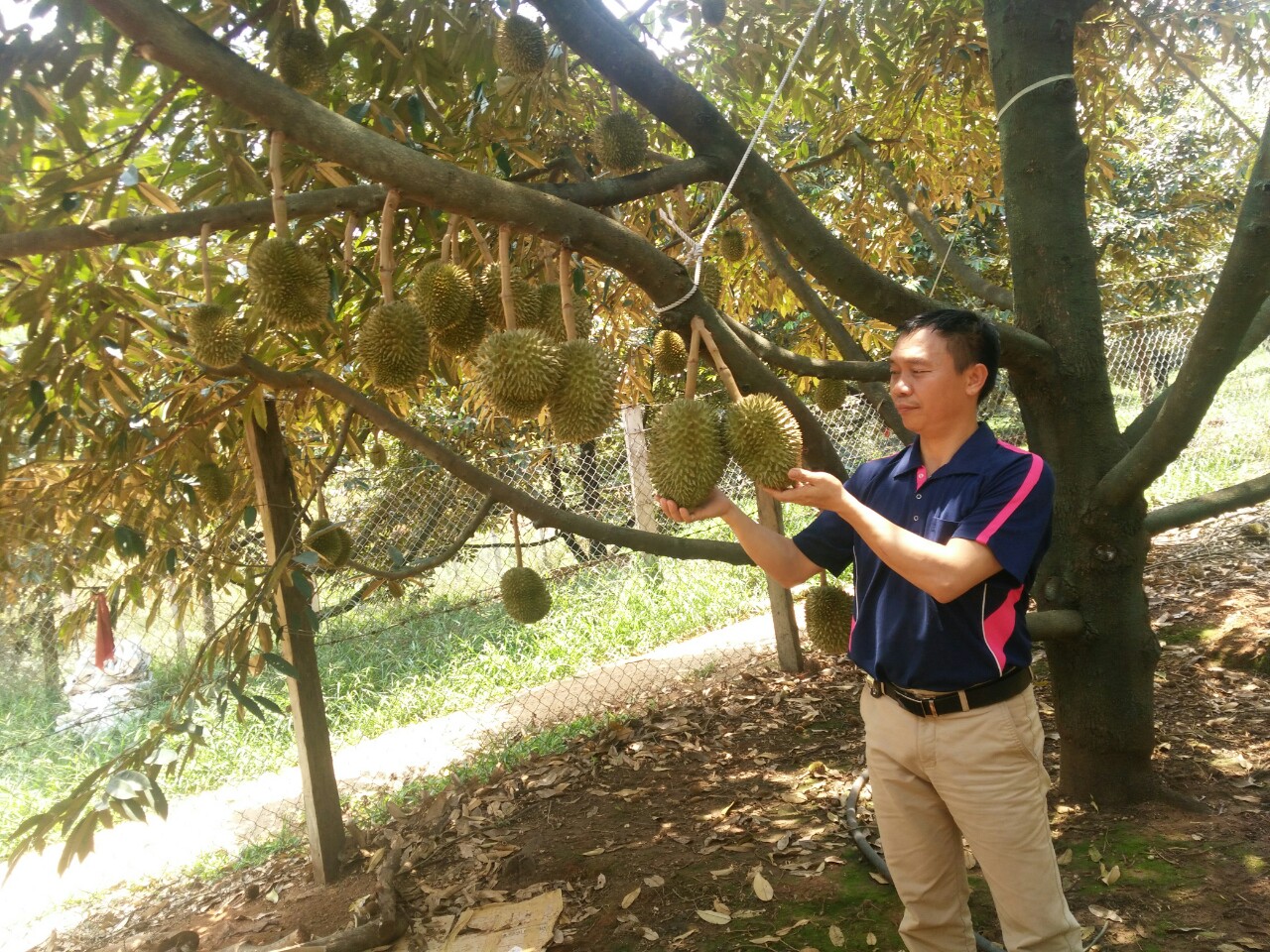 Giới thiệu giống Sầu Riêng Ri6 – Đặc sản Đạ Huoai, Lâm Đồng